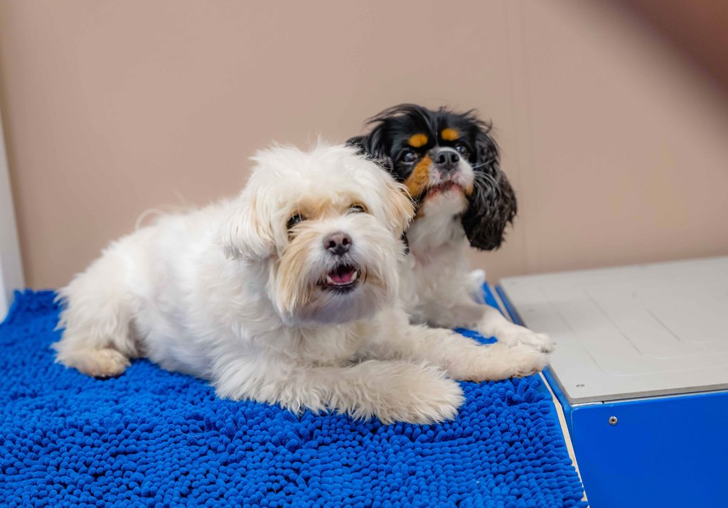 Two small dogs sitting calmly together during a structured dog training field trip