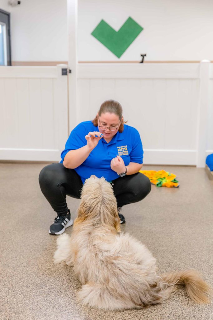 Professional dog trainer calmly petting a dog during structured dog boarding care