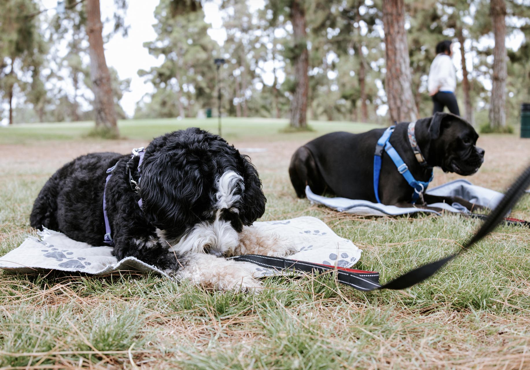 Two dogs resting calmly outdoors during a luxury canine enrichment session
