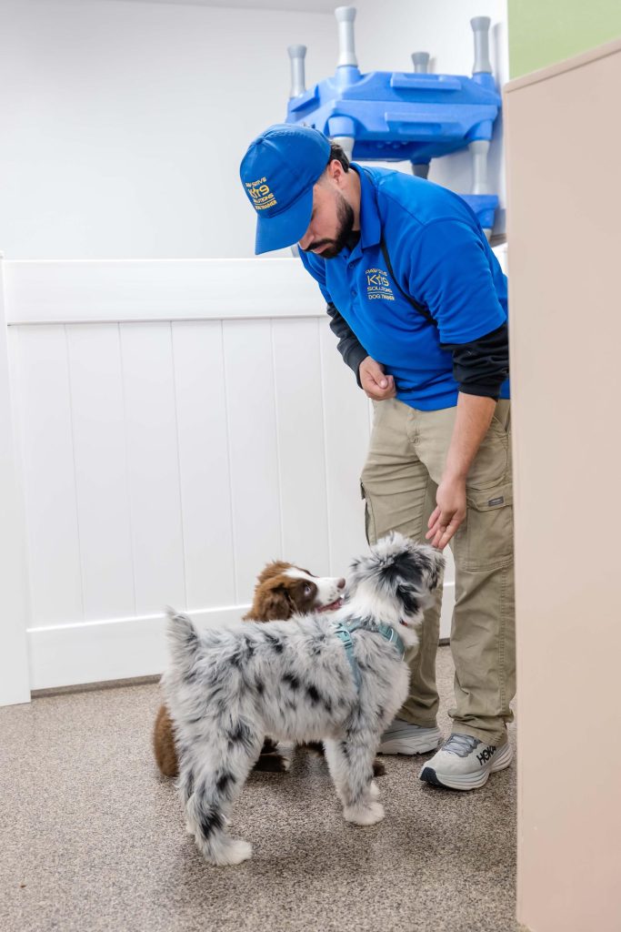 Professional dog trainer interacting with two dogs during dog boarding with training