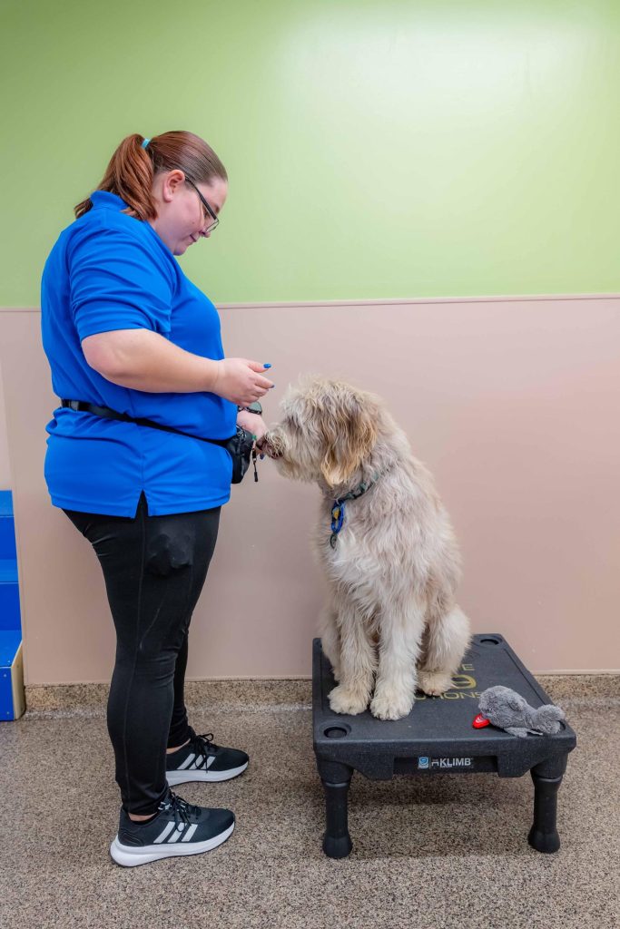 Dog trainer gently grooming a dog as part of structured canine care and enrichment
