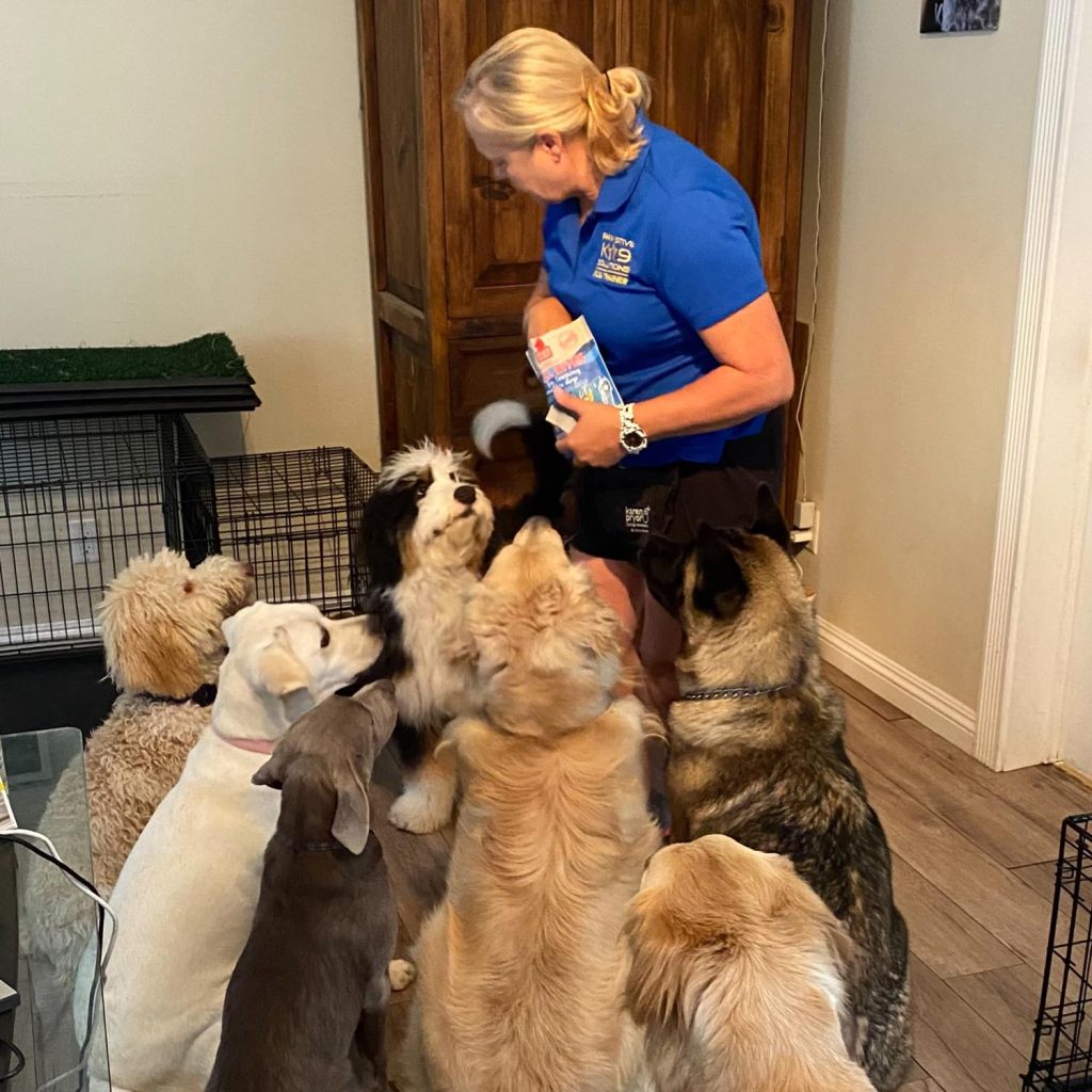 Professional dog caregiver feeding dogs during private dog boarding care