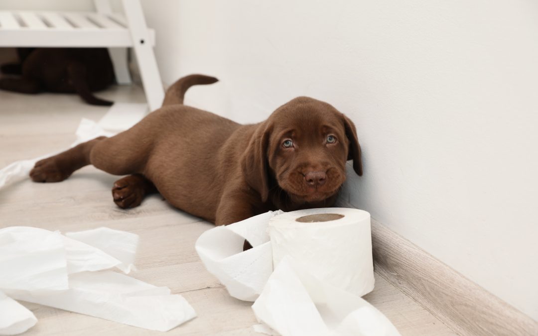 Puppy Potty Training in Los Angeles: Simple Advice from a Pet Pro