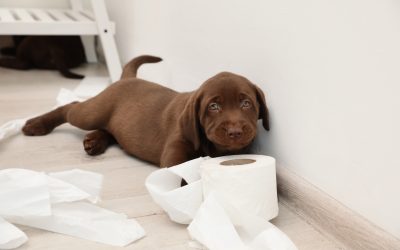 puppy potty training in Los Angeles