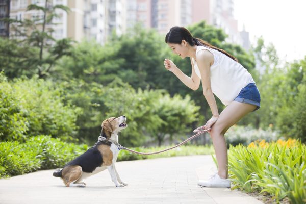 urban dog training in Los Angeles - professional dog training tips
