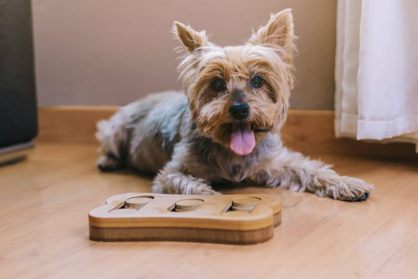 Interactive Feeding and Enrichment for Dogs in Los Angeles