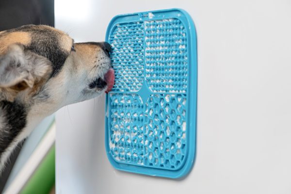 Interactive Feeding and Enrichment for Dogs in Los Angeles