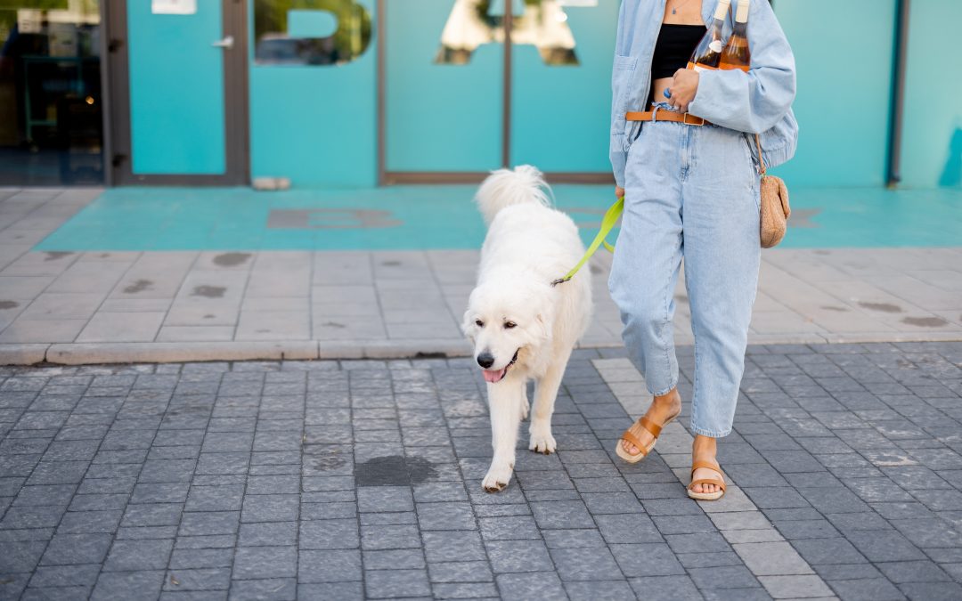 Loose Leash Walking in Busy City Environments: Updated Training Tips That Work