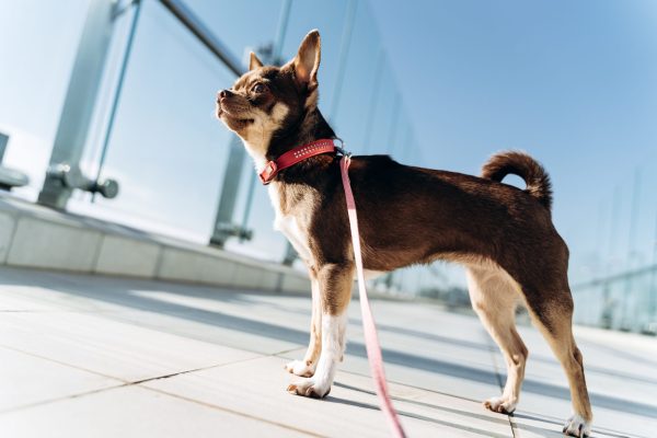 loose leash walking in busy city environments los angeles