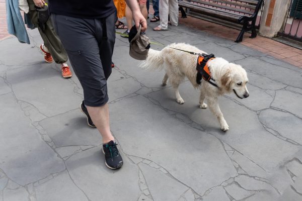 loose leash walking in busy city environments dog trainer in LA