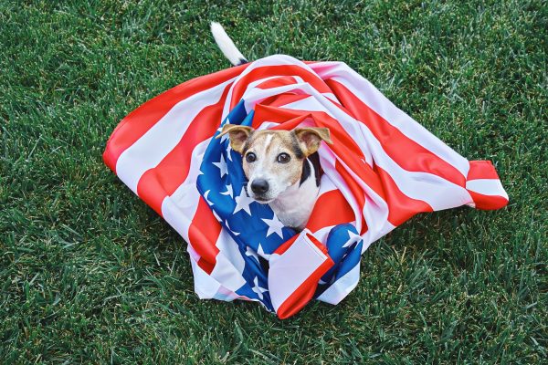 dog fireworks anxiety tips