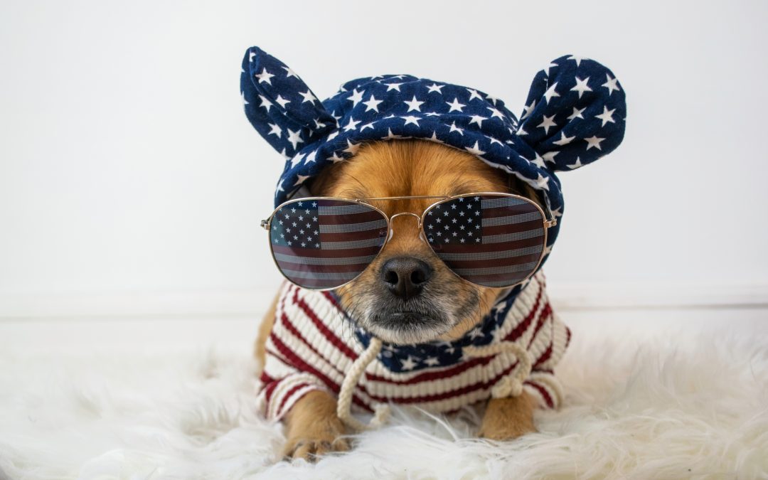 Fireworks Anxiety in Dogs: How to Prepare for Summer Booms