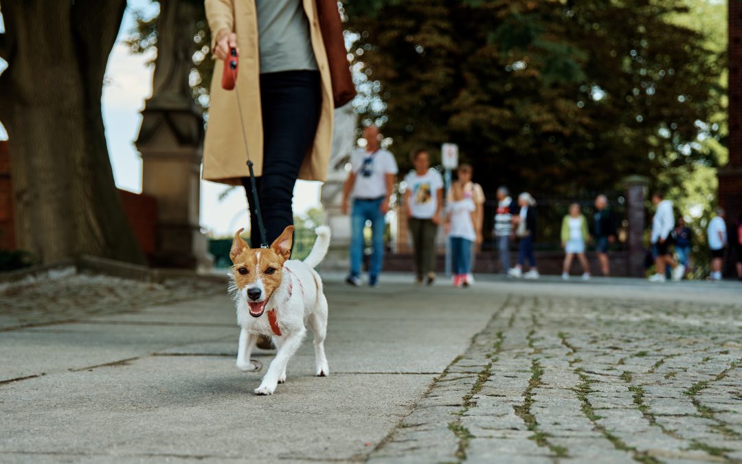 Is Your Dog Pulling You Through the Farmers Market? How to Master Leash Manners in This LA Hot Spot