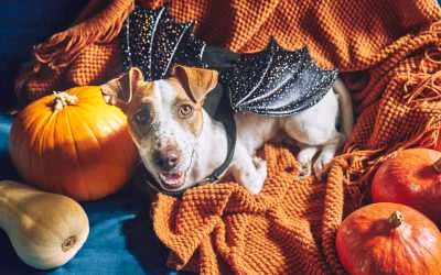 Halloween Dog Training in Los Angeles: Calm Costume Tips