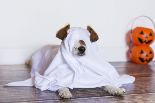Halloween dog training Los Angeles